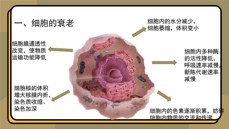 6.3细胞的衰老和死亡 教学课件 高一上学期 人教版(2019)高中生物必修1第8页