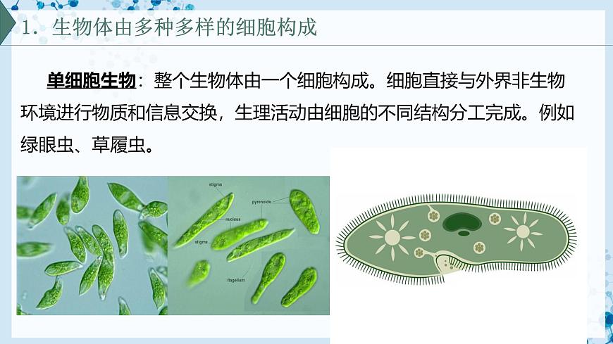 【滬科技版】生物必修一  1.3 細胞是生物體結(jié)構(gòu)的基本單位（教學課件）第4頁