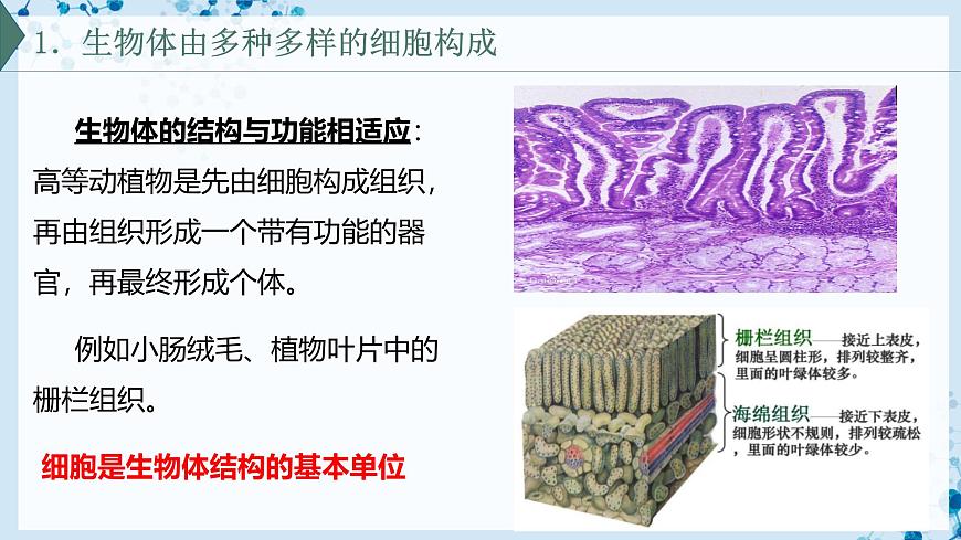 【滬科技版】生物必修一  1.3 細胞是生物體結(jié)構(gòu)的基本單位（教學課件）第5頁
