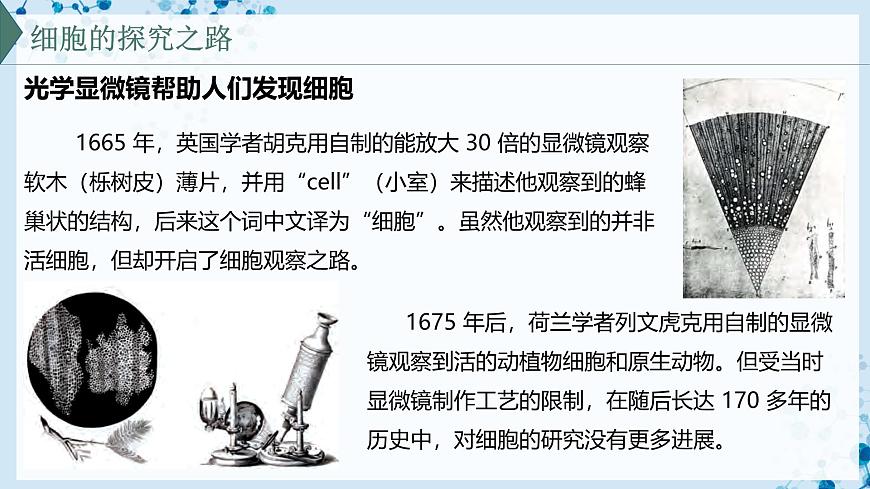 【滬科技版】生物必修一  1.3 細胞是生物體結(jié)構(gòu)的基本單位（教學課件）第7頁