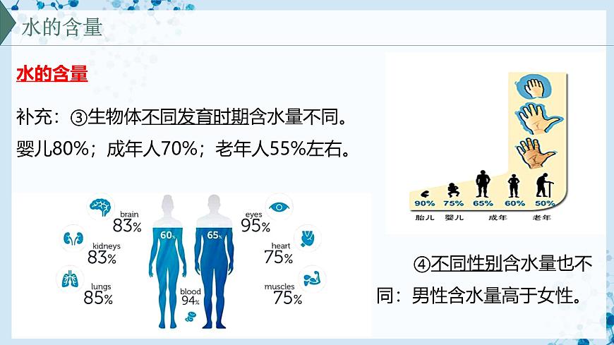 【滬科技版】生物必修一  2.4 水和無(wú)機(jī)鹽是生命活動(dòng)的必需物質(zhì)（教學(xué)課件）第5頁(yè)