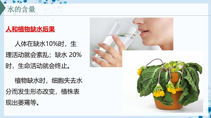 【滬科技版】生物必修一  2.4 水和無(wú)機(jī)鹽是生命活動(dòng)的必需物質(zhì)（教學(xué)課件）第6頁(yè)