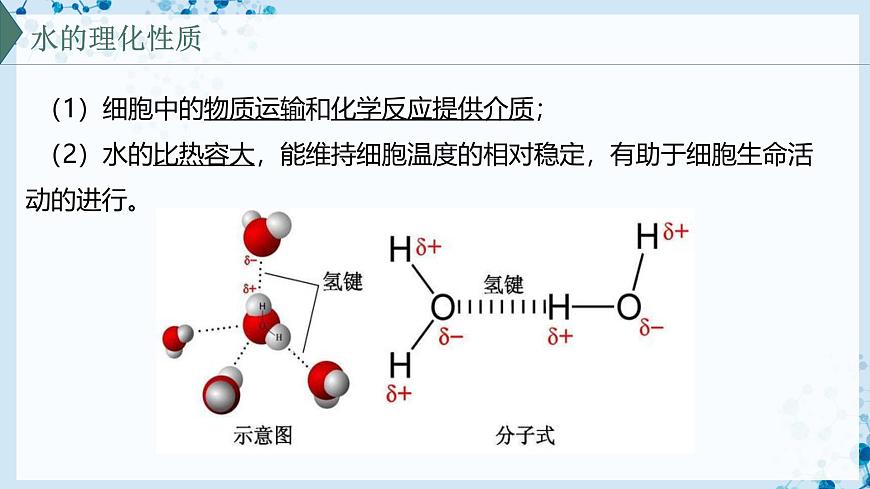 【滬科技版】生物必修一  2.4 水和無(wú)機(jī)鹽是生命活動(dòng)的必需物質(zhì)（教學(xué)課件）第7頁(yè)