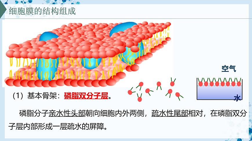 【滬科技版】生物必修一  3.1 細(xì)胞由質(zhì)膜包裹（教學(xué)課件）第5頁(yè)