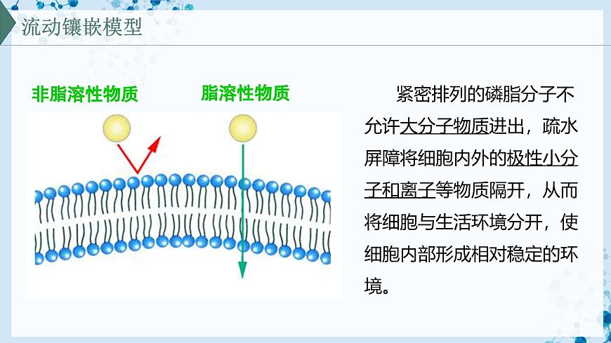 【滬科技版】生物必修一  3.1 細(xì)胞由質(zhì)膜包裹（教學(xué)課件）第6頁(yè)
