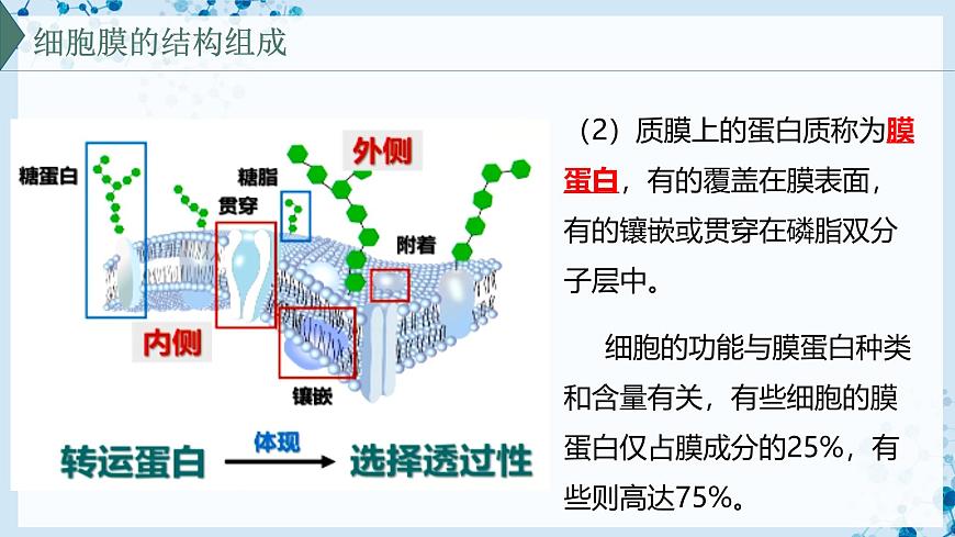 【滬科技版】生物必修一  3.1 細(xì)胞由質(zhì)膜包裹（教學(xué)課件）第8頁(yè)