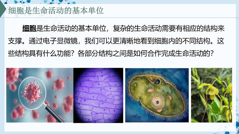【沪科技版】生物必修一 3.2 细胞各部分结构既分工又合作(教学课件)第2页