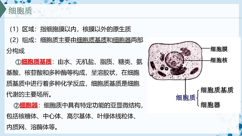 【沪科技版】生物必修一 3.2 细胞各部分结构既分工又合作(教学课件)第5页