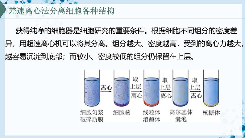 【沪科技版】生物必修一 3.2 细胞各部分结构既分工又合作(教学课件)第6页