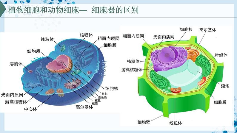 【沪科技版】生物必修一 3.2 细胞各部分结构既分工又合作(教学课件)第7页