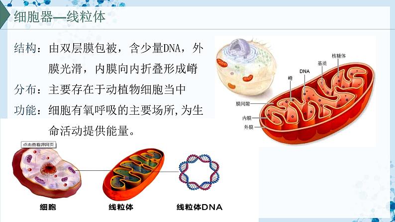 【沪科技版】生物必修一 3.2 细胞各部分结构既分工又合作(教学课件)第8页