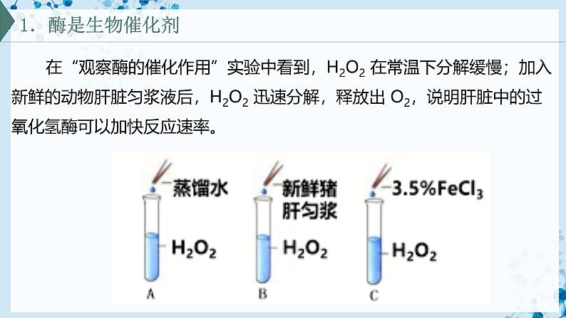 【沪科技版】生物必修一 4.2 酶催化细胞的化学反应(教学课件)04
