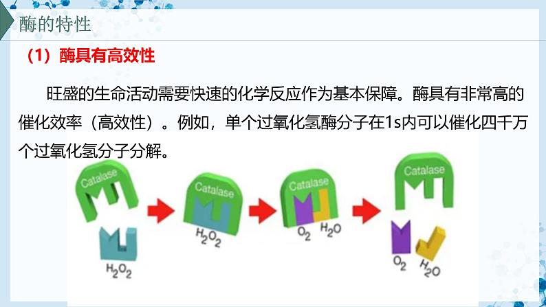 【沪科技版】生物必修一 4.2 酶催化细胞的化学反应(教学课件)08