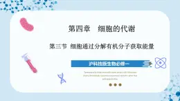 【沪科技版】生物必修一  4.3 细胞通过分解有机分子获取能量（教学课件）