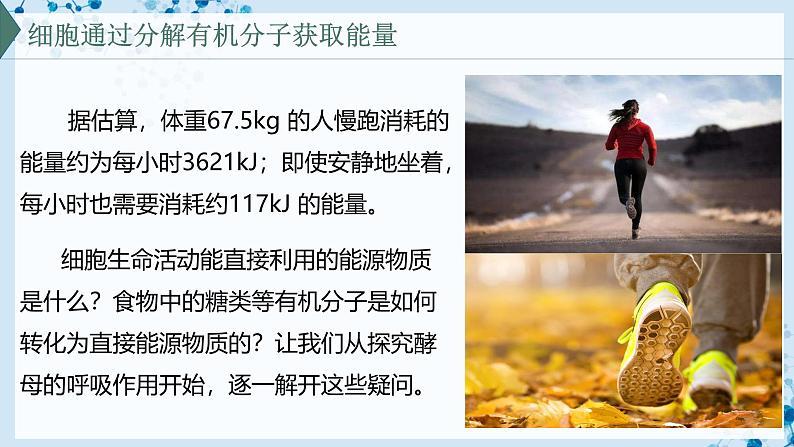 【沪科技版】生物必修一 4.3 细胞通过分解有机分子获取能量(教学课件)第2页