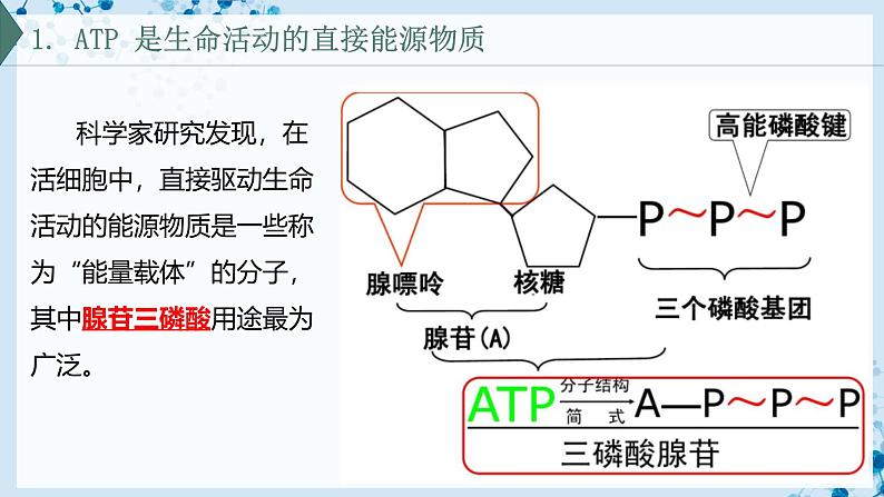 【沪科技版】生物必修一 4.3 细胞通过分解有机分子获取能量(教学课件)第4页