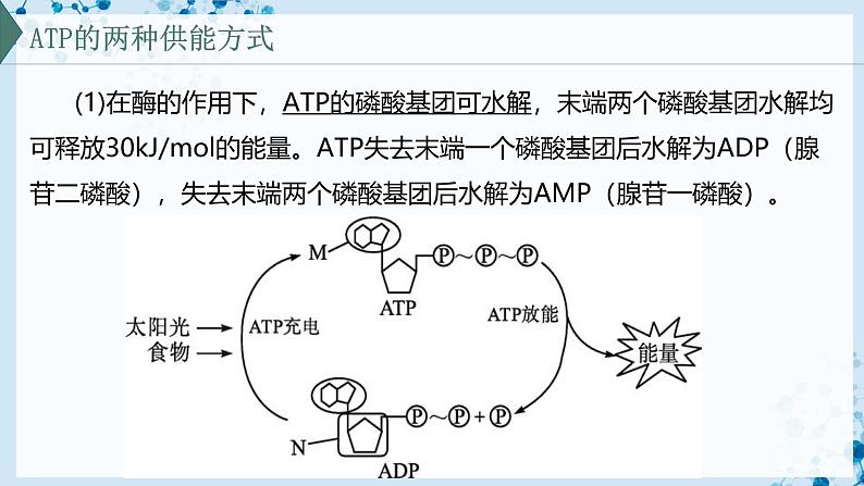 【沪科技版】生物必修一 4.3 细胞通过分解有机分子获取能量(教学课件)第6页
