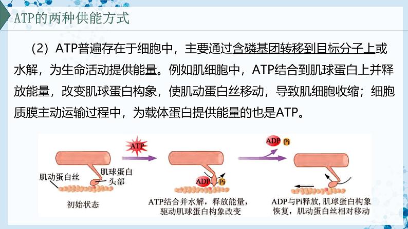 【沪科技版】生物必修一 4.3 细胞通过分解有机分子获取能量(教学课件)第7页