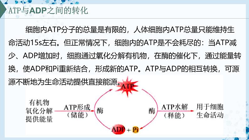 【沪科技版】生物必修一 4.3 细胞通过分解有机分子获取能量(教学课件)第8页