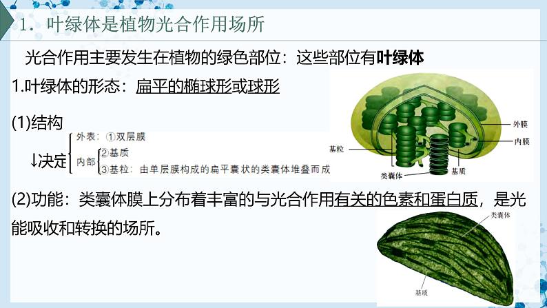 【沪科技版】生物必修一 4.4 叶绿体将光能转换并储存在糖分子中(教学课件)第4页