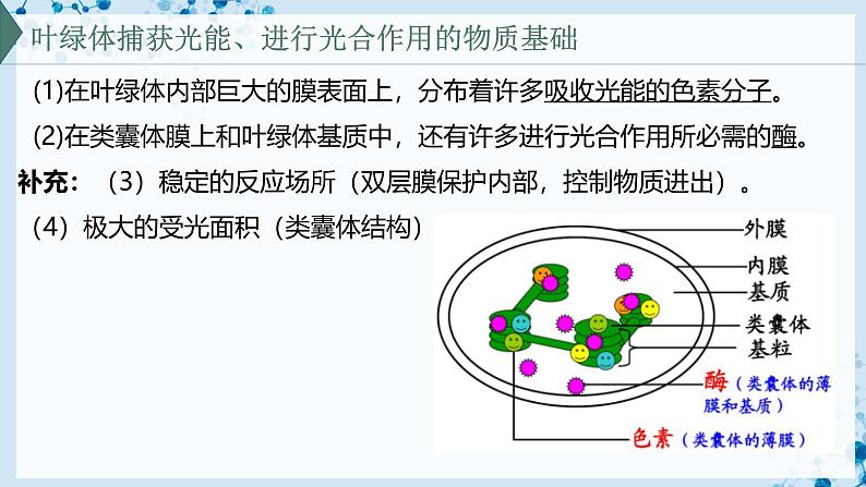 【沪科技版】生物必修一 4.4 叶绿体将光能转换并储存在糖分子中(教学课件)第5页