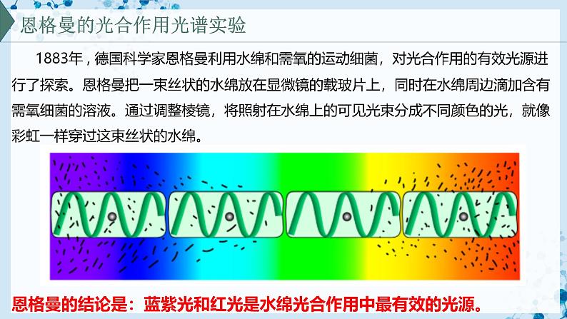 【沪科技版】生物必修一 4.4 叶绿体将光能转换并储存在糖分子中(教学课件)第7页