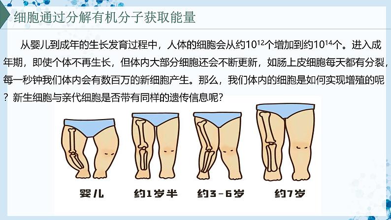 【沪科技版】生物必修一 5.1 细胞通过分裂实现增殖(教学课件)02
