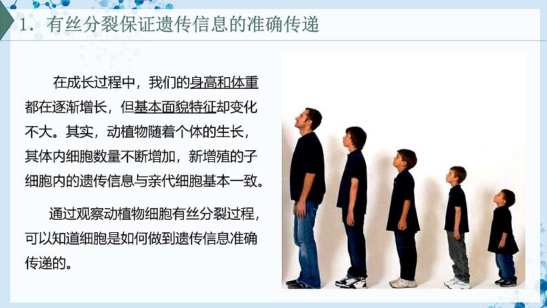 【沪科技版】生物必修一 5.1 细胞通过分裂实现增殖(教学课件)04