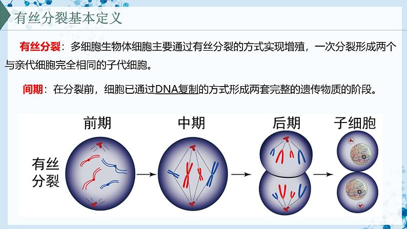 【沪科技版】生物必修一 5.1 细胞通过分裂实现增殖(教学课件)05