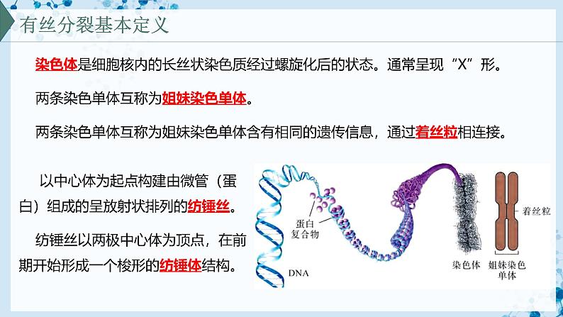【沪科技版】生物必修一 5.1 细胞通过分裂实现增殖(教学课件)06