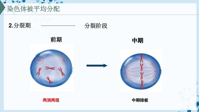 【沪科技版】生物必修一 5.1 细胞通过分裂实现增殖(教学课件)08