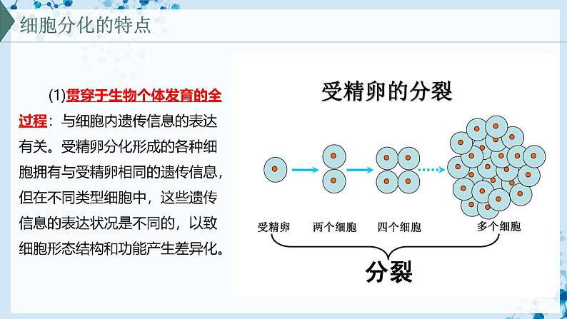 【沪科技版】生物必修一 5.2 细胞通过分化形成多细胞生物体(教学课件)第6页