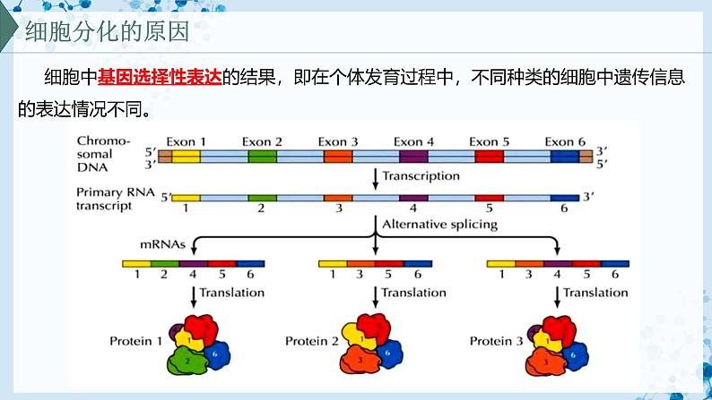 【沪科技版】生物必修一 5.2 细胞通过分化形成多细胞生物体(教学课件)第8页