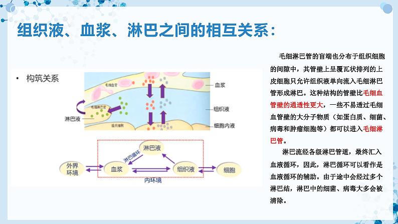 【沪科技版】生物选修一 1.1 内环境是机体细胞赖以生存的环境(课件)第7页