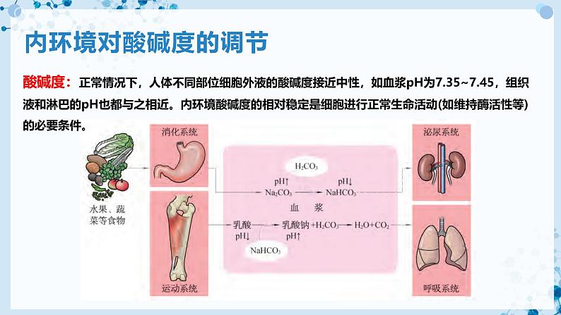 【沪科技版】生物选修一 1.2 内环境稳态是机体细胞生命活动的保障(课件)第6页