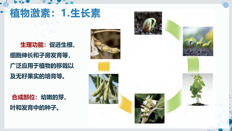 【沪科技版】生物选修一 5.2 植物激素及其类似物调节植物的生命活动(课件)06