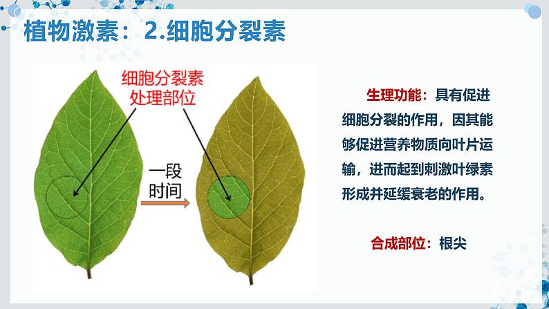 【沪科技版】生物选修一 5.2 植物激素及其类似物调节植物的生命活动(课件)07
