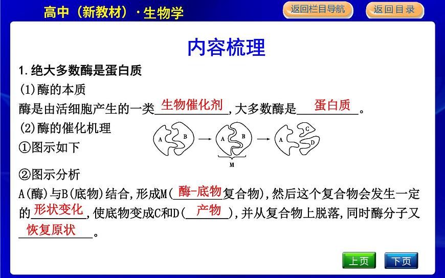 浙科版高中生物必修1第二節(jié)　酶是生物催化劑課件PPT第5頁