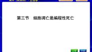 浙科版 (2019)必修1《分子与细胞》第四章 细胞的生命历程第三节 细胞凋亡是编程性死亡完美版课件ppt
