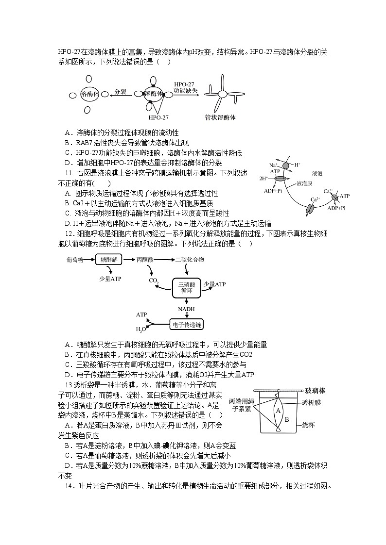 四川省遂寧中學(xué)校2024-2025學(xué)年高三上學(xué)期8月月考生物試題第3頁