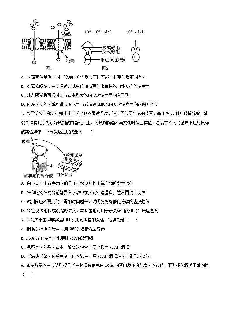 河南省洛阳市洛龙区洛阳市第一高级中学2024-2025学年高三上学期开学考试生物试题(原卷版)第2页