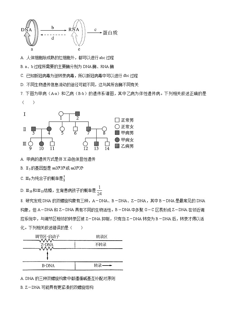 河南省洛阳市洛龙区洛阳市第一高级中学2024-2025学年高三上学期开学考试生物试题(原卷版)第3页