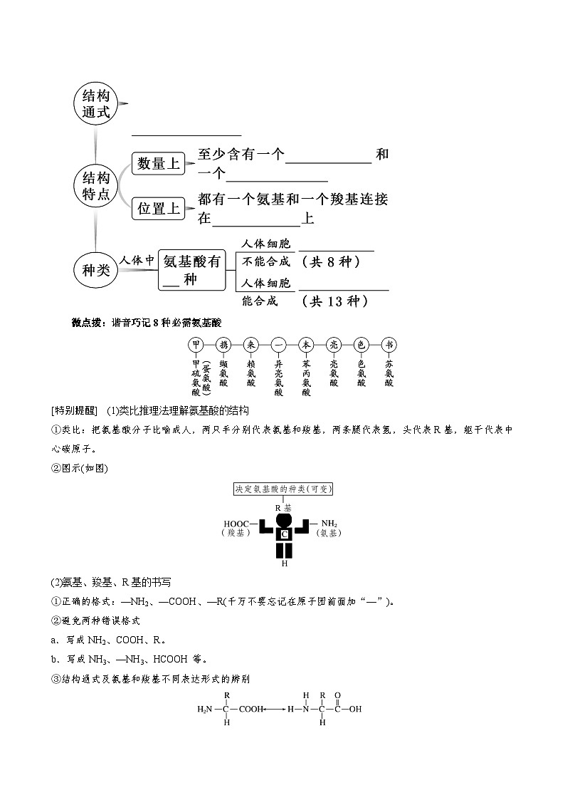 人教版(2019)高中生物必修一 2.4《蛋白质是生命活动的主要承担者》导学案(原卷+解析卷)02