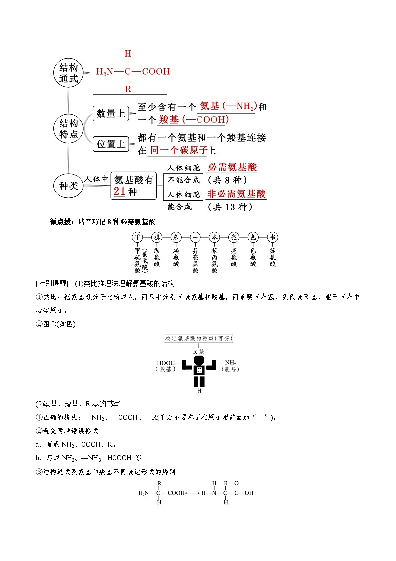 人教版(2019)高中生物必修一 2.4《蛋白质是生命活动的主要承担者》导学案(原卷+解析卷)02