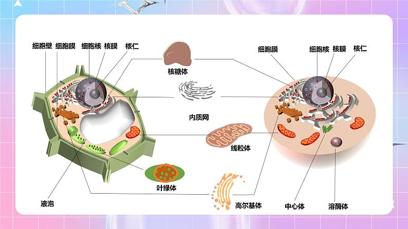 人教版(2019)高中生物必修一 3.2.1《细胞器之间的分工》课件05