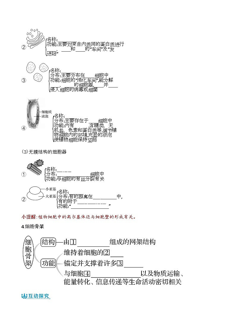 人教版(2019)高中生物必修一 3.2.1《细胞器之间的分工》导学案(原卷+解析卷)02