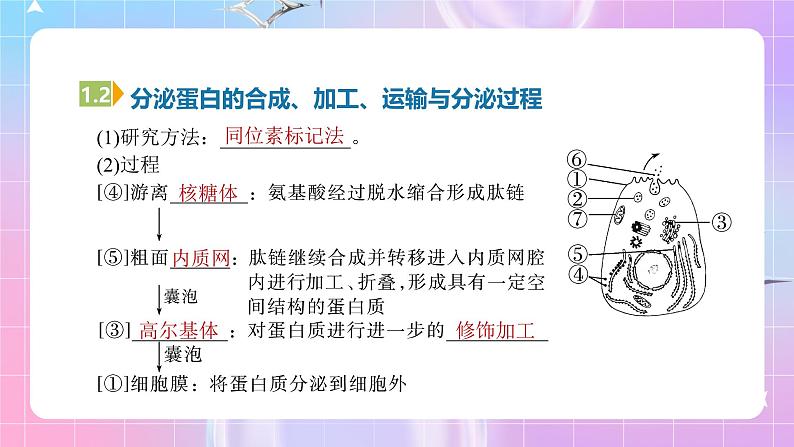 人教版(2019)高中生物必修一 3.2.2《细胞器之间的协调配合》课件06