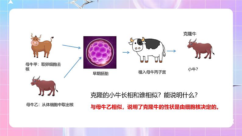人教版(2019)高中生物必修一 3.3《细胞核的结构和功能》课件03