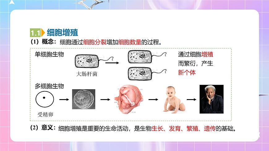 人教版（2019）高中生物必修一 6.1.1《細(xì)胞的增殖》課件第6頁