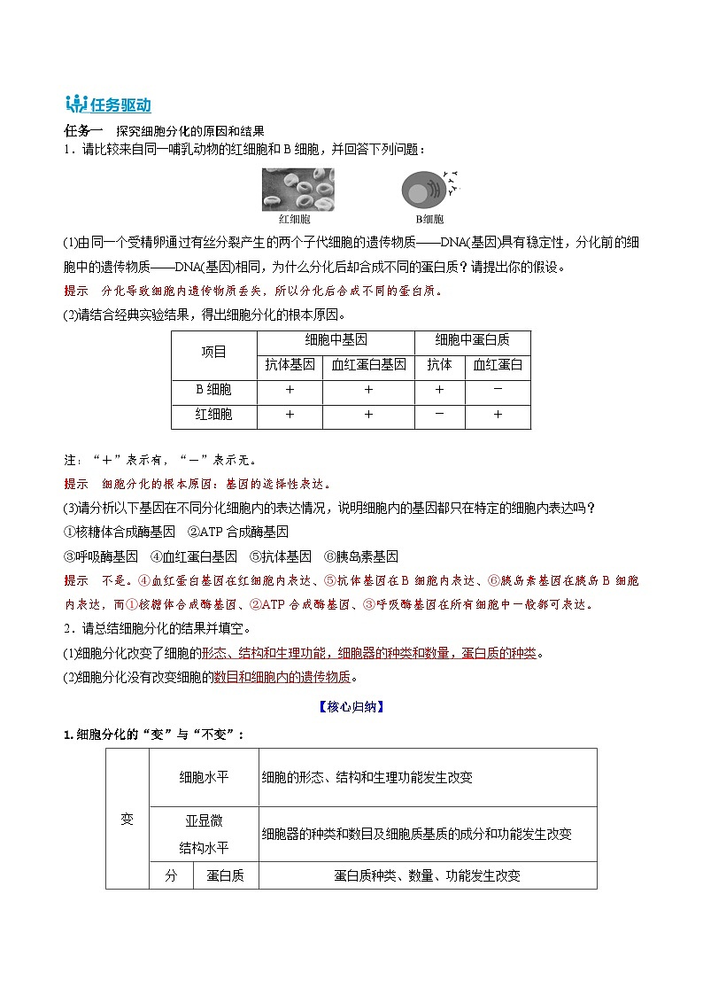 人教版（2019）高中生物必修一 6.2《細(xì)胞的分化》導(dǎo)學(xué)案（解析版）第2頁(yè)